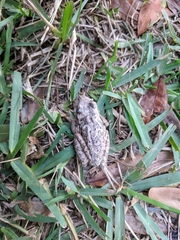 Osteopilus septentrionalis