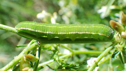 Clouded Sulphur, photo 2 of 10