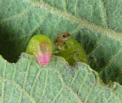 Pristiphora melanocarpa