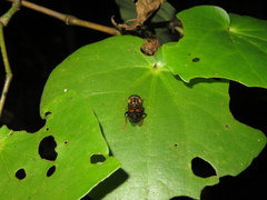 Helophilus antipodus