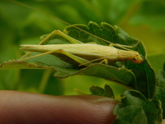 Oecanthus celerinictus