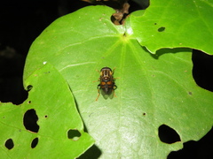 Helophilus antipodus