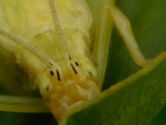 Oecanthus celerinictus