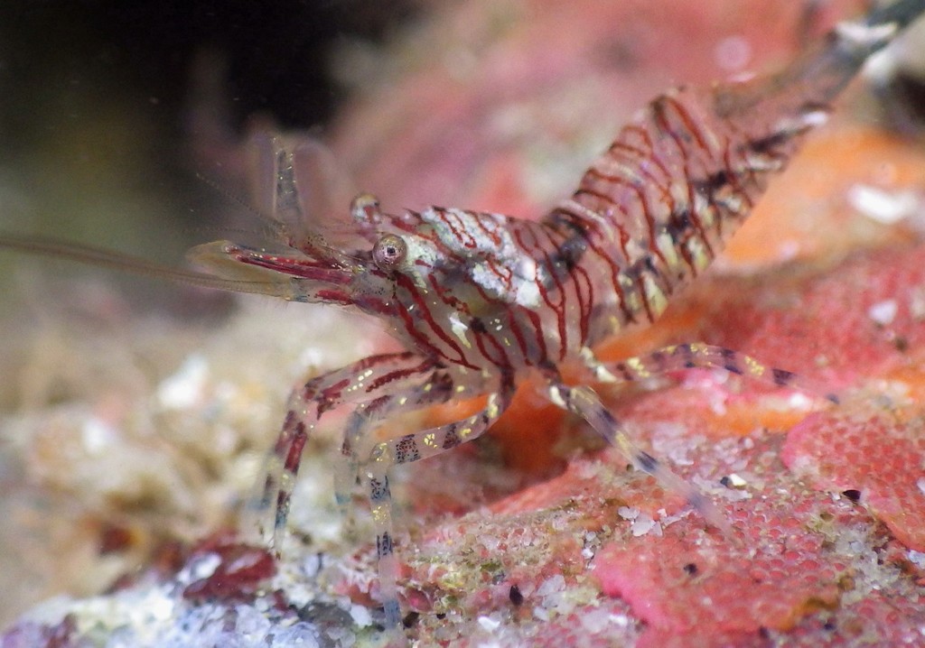 Red-banded Transparent Shrimp