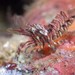 Red-banded Transparent Shrimp - Photo (c) Jeff Goddard, some rights reserved (CC BY-NC), uploaded by Jeff Goddard