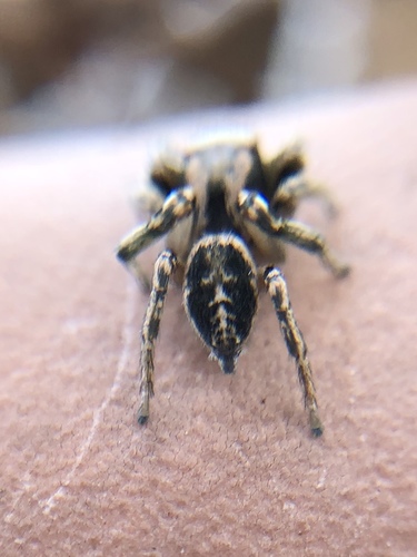 Habronattus mexicanus