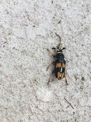 Dendrobias mandibularis