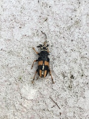 Dendrobias mandibularis