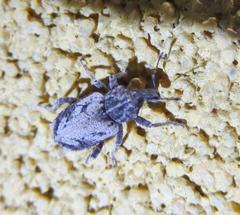 Listroderes difficilis