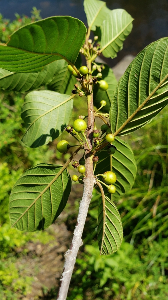 alder buckthorn from Pound Ridge, NY 10576, USA on June 29, 2023 at 10: ...