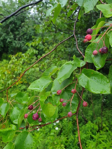 Amelanchier arborea