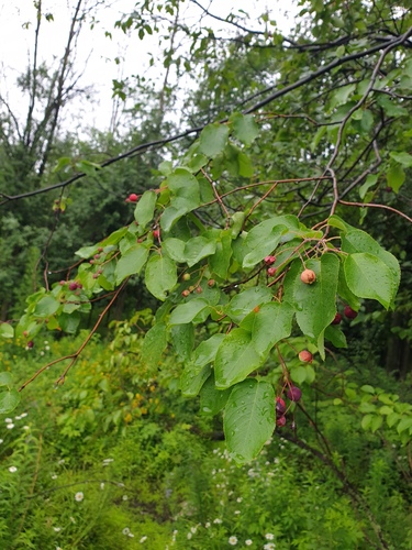 Amelanchier arborea