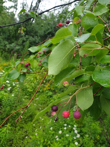 Amelanchier arborea
