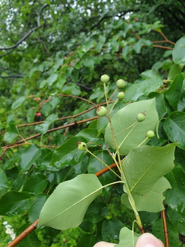 Amelanchier arborea