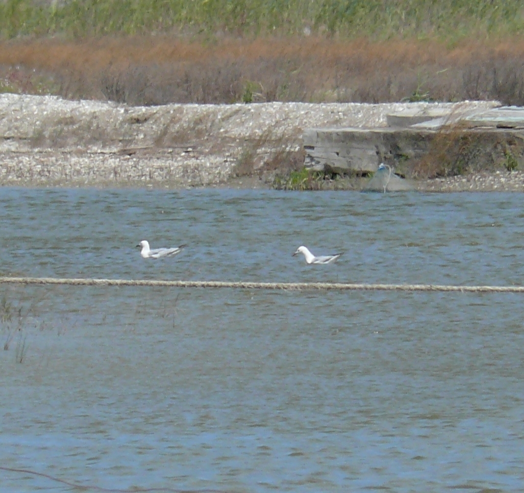 Slender-billed Gull