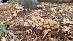 Armillaria