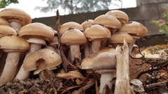 Armillaria