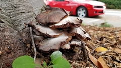 Armillaria