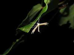 Pterophorus furcatalis