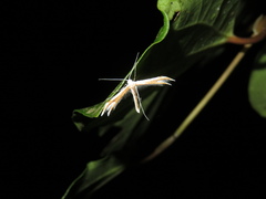 Pterophorus furcatalis