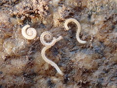 Blaniulidae