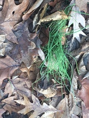 Allium schoenoprasum