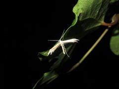 Pterophorus furcatalis