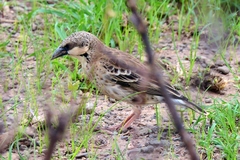 Plocepasser donaldsoni