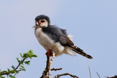 Polihierax semitorquatus