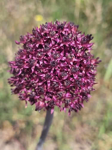 Allium cardiostemon, photograph 2