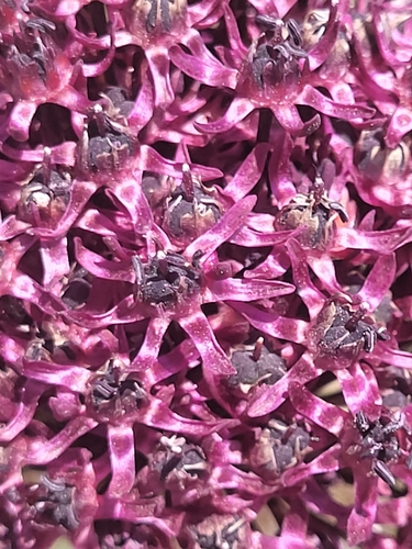 Allium cardiostemon, photograph 3