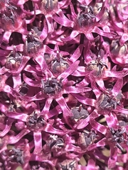 Allium cardiostemon, photograph (c) Jacek Pietruszewski, some rights reserved (CC BY)