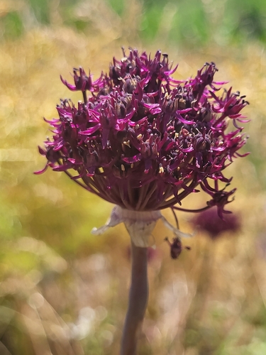 Allium cardiostemon, photograph 4