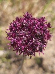 Allium cardiostemon, photograph (c) Jacek Pietruszewski, some rights reserved (CC BY)