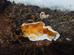 Skeletocutis amorpha