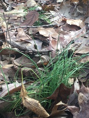 Allium schoenoprasum