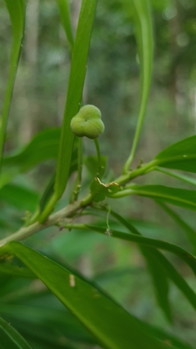 Claoxylon angustifolium observed 2023-06-30