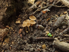 Sclerotinia sclerotiorum