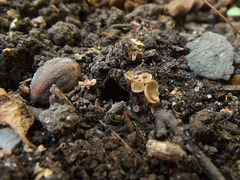 Sclerotinia sclerotiorum