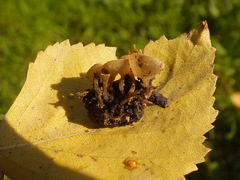 Sclerotinia sclerotiorum