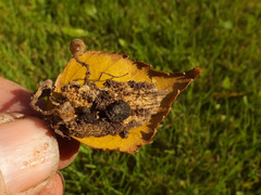 Sclerotinia sclerotiorum