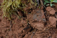 Neoponera aenescens