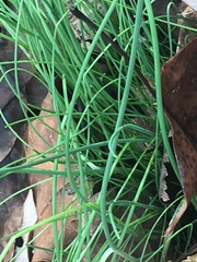 Allium schoenoprasum