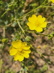 Potentilla divaricata