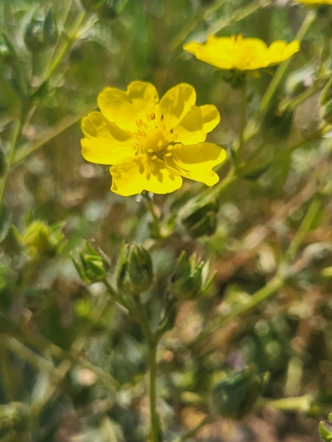 Potentilla divaricata, photograph 1
