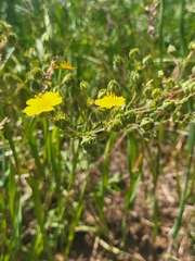 Potentilla divaricata, photograph Jacek Pietruszewski, CC BY, iNaturalist via GBIF