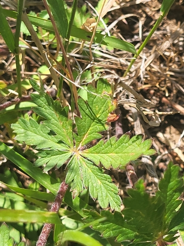 Potentilla divaricata, photograph 3