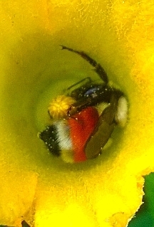 Hunt's Bumble Bee photographed in North Dakota