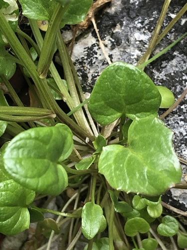 greenland cochlearia