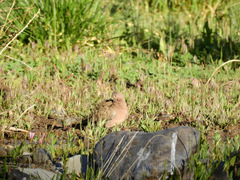 Metriopelia melanoptera